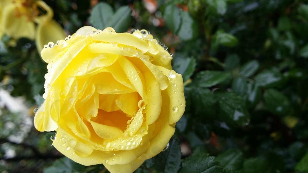 Briar Rose Bed & Breakfast ボウルダー エクステリア 写真